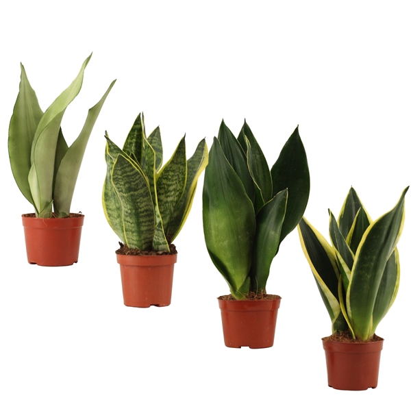 <h4>Sansevieria Super mix 9 cm</h4>