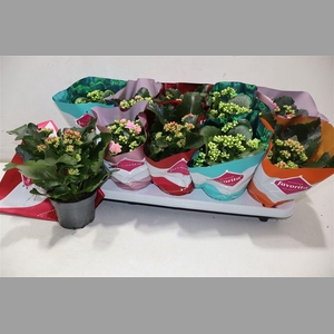Kalanchoe Double Deluxe Mix Stadium