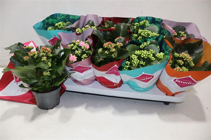 <h4>Kalanchoe Double Deluxe Mix Stadium</h4>