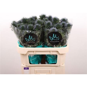 Eryn Scorpiu Questar