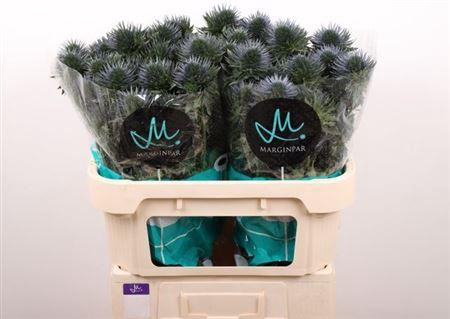 <h4>Eryn Scorpiu Questar</h4>