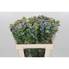 Oxypetalum Tweedia Blue