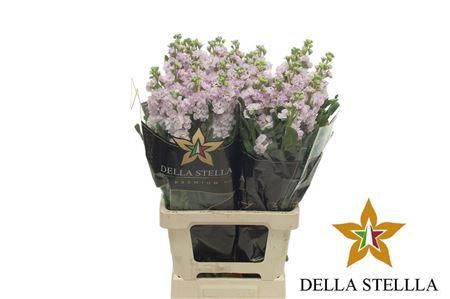 <h4>Matth Iron * Premium* Light Pink</h4>