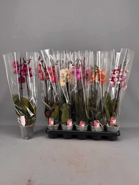 <h4>PHAL GEM 5 KL</h4>