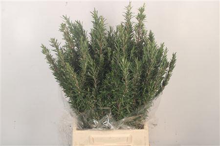 <h4>Rozemarijn Per Bunch</h4>