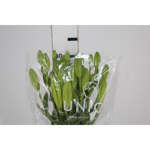 LIRIO MERCATO 080 CM HT 2/3 FLS