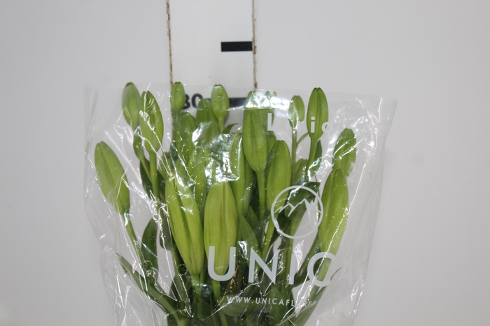 <h4>LIRIO MERCATO 080 CM HT 2/3 FLS</h4>