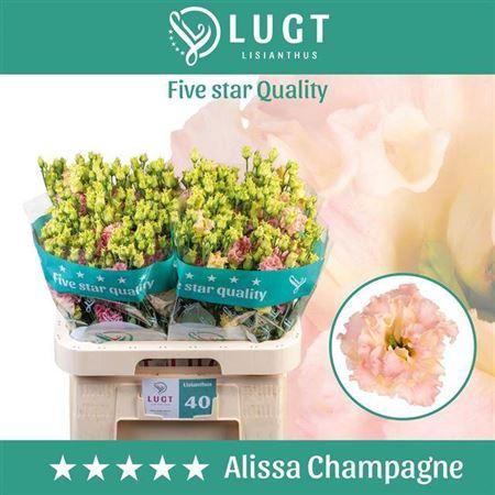 <h4>Eus G Alissa Champag</h4>