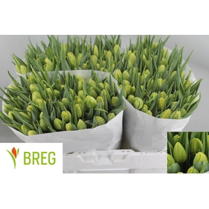 TU DU DOUBLE TROUBLE