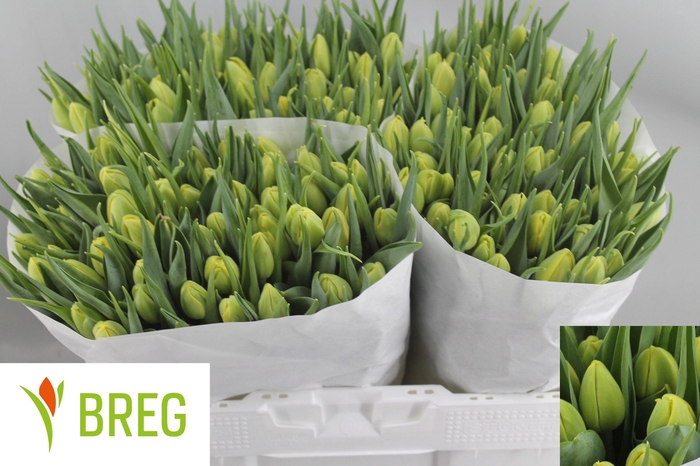 <h4>TU DU DOUBLE TROUBLE</h4>