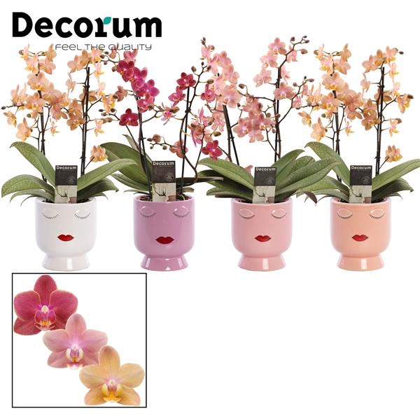 <h4>Phalaenopsis Multifloratypes gemengd</h4>