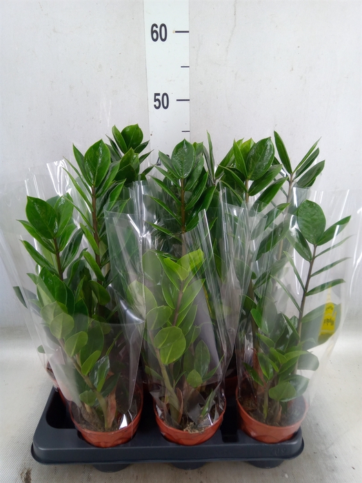<h4>Sansevieria trifa. 'Laurentii'</h4>