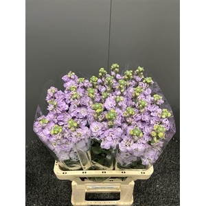 Matth Iron Lavendel