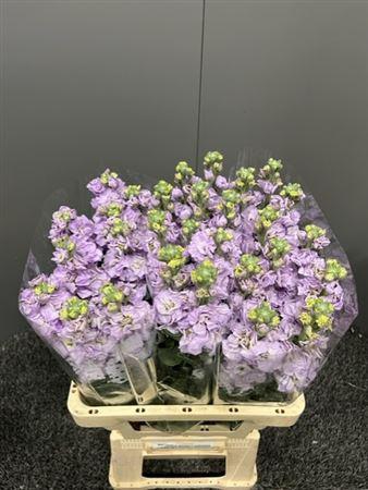 <h4>Matth Iron Lavendel</h4>