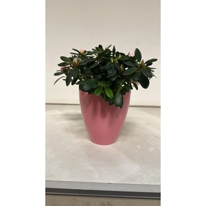 Rhodo Si Vogel Gem CPOT