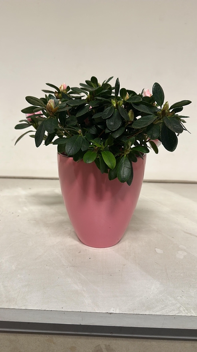 Rhodo Si Vogel Gem CPOT