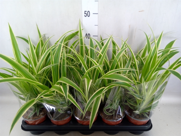 Chlorophytum com.