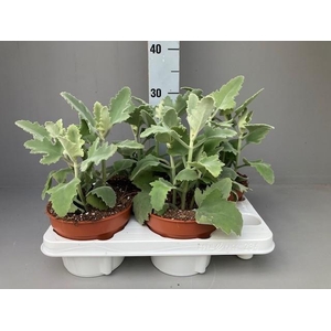 Kalanchoe beharensis oak leaf 15 cm