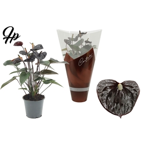 Anthurium 12 cm Black Love in Couture sleeve