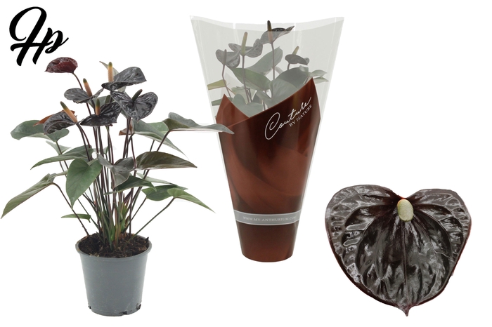 <h4>Anthurium 12 cm Black Love in Couture sleeve</h4>