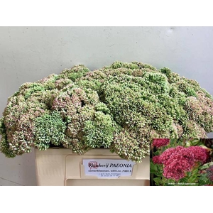 SEDUM SPECTABILE