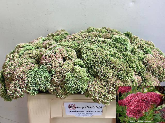 <h4>SEDUM SPECTABILE</h4>
