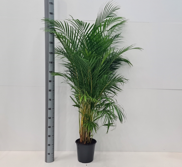 <h4>DYPSIS LUTESCENS</h4>