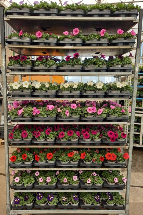 Pet Surf Mixk 1 Kleur Per Tray