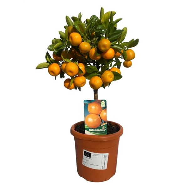<h4>Citrus calamondin "op stam"</h4>