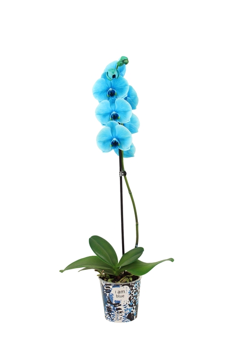 <h4>Potcover I Am Blue Phal I Am Ocean Blue 1T9+</h4>