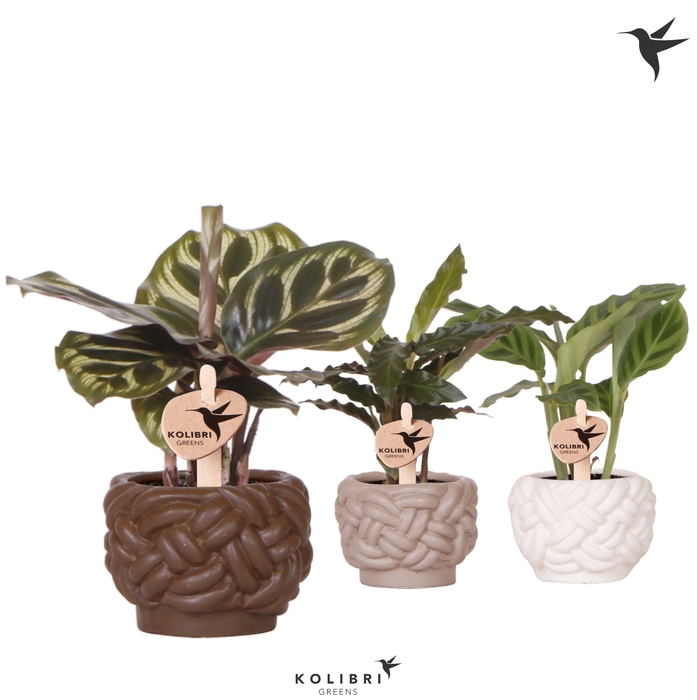 <h4>Calathea Gemengd Keramiek Rope</h4>