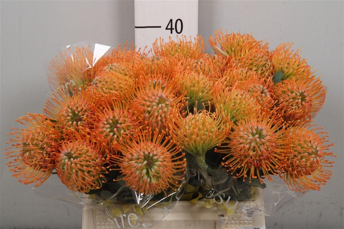 <h4>Leuco Soleil</h4>