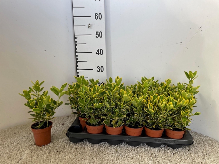 <h4>EUONYMUS JA MARIEKE</h4>