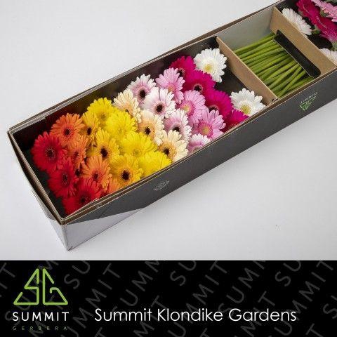 <h4>GE MI MIXED CLASSIC DREAM</h4>