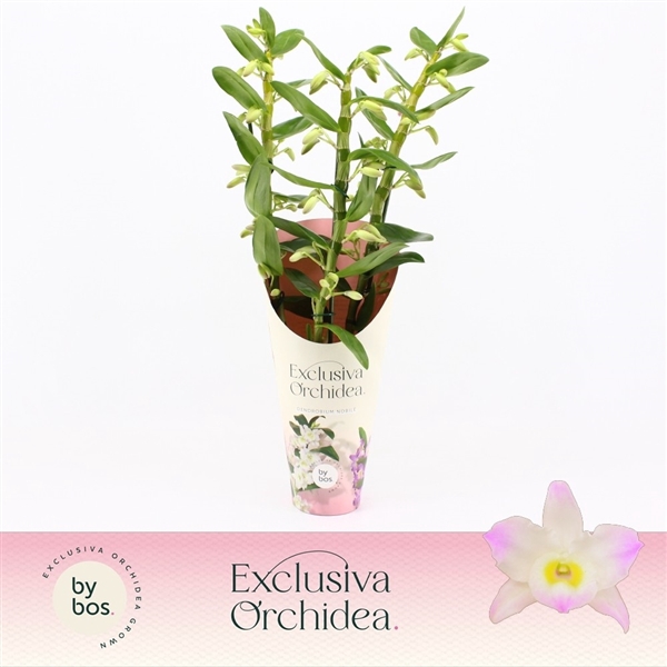 <h4>Dendrobium nobile Spring Dream 'Kumiko'</h4>