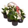 <h4>6 pack gr bl wit</h4>