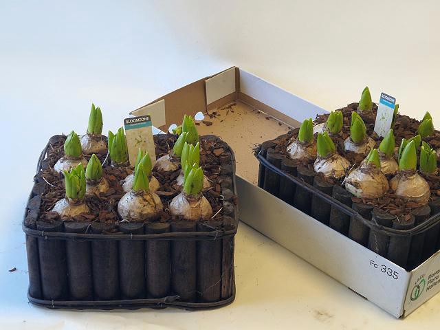 <h4>ARR HYACINTH</h4>