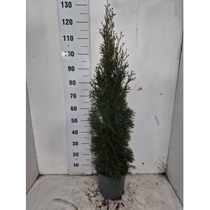 THUJA O SMARAGD