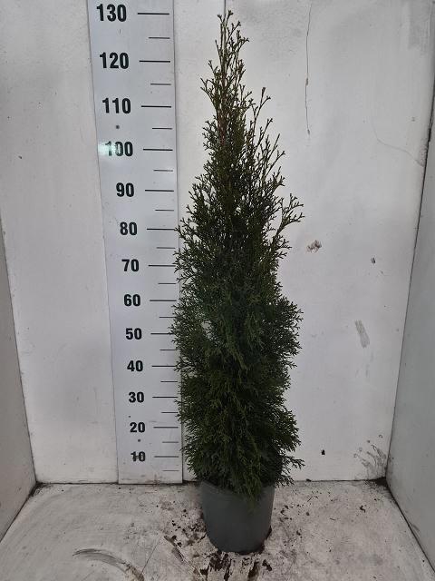 <h4>THUJA O SMARAGD P24 120</h4>