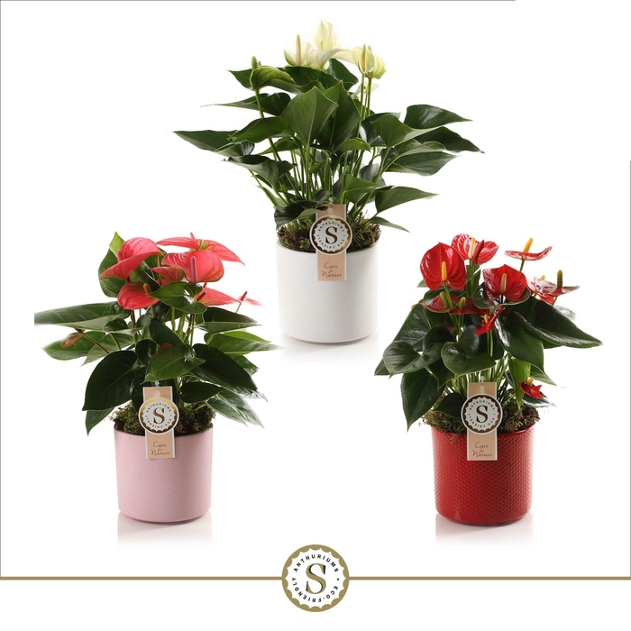 <h4>Bari Keramiek Mix</h4>