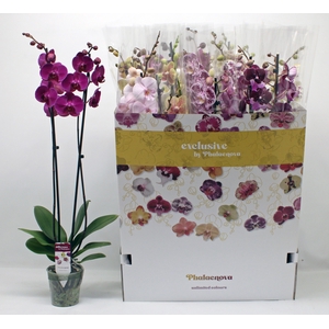 PHAL GEM 10 KL