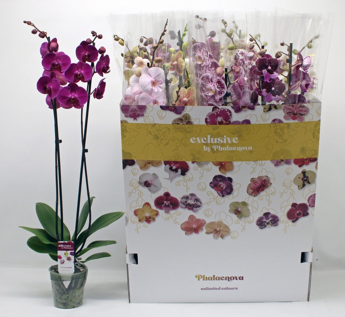 <h4>PHAL GEM 10 KL</h4>