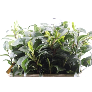FOLHAGEM CAMELIA