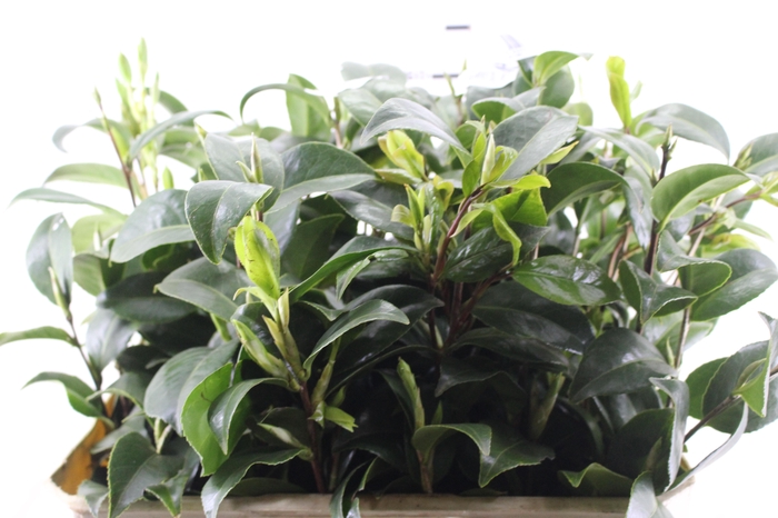 FOLHAGEM CAMELIA