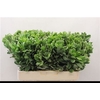 Pittosporum Ilan