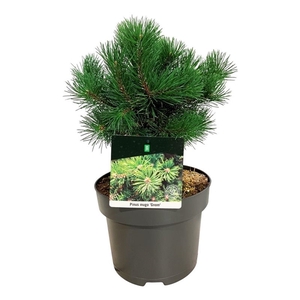 Pinus mugo 'Gnom'