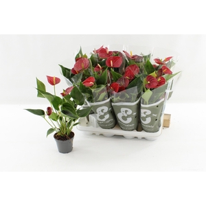 ANTHU AN SUCCESS RED