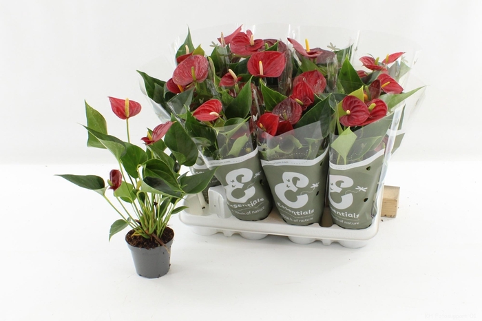 <h4>ANTHU AN SUCCESS RED</h4>