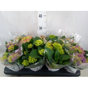 Hydrangea mac.   ...mix