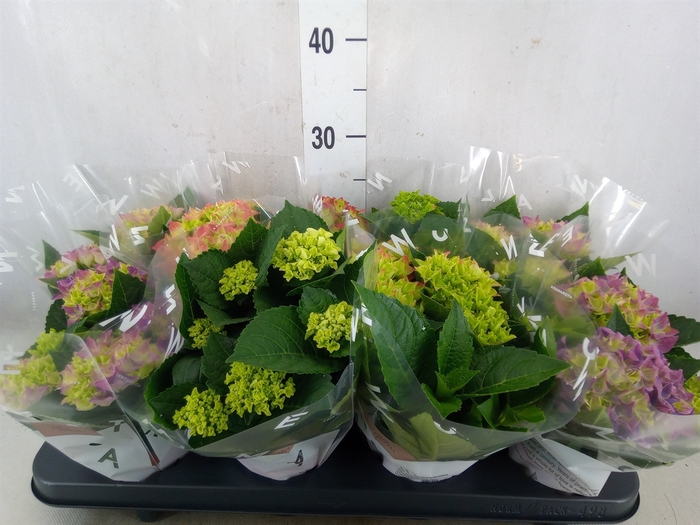 <h4>Hydrangea mac.   ...mix</h4>